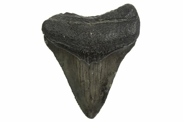 Juvenile Megalodon Tooth - South Carolina #340571